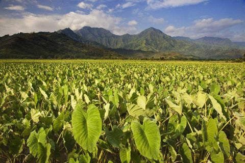 USA, Hawaii, Kauai Taro fields in Hanalei Valley Black Ornate Wood Framed Art Print with Double Matting by Flaherty, Dennis