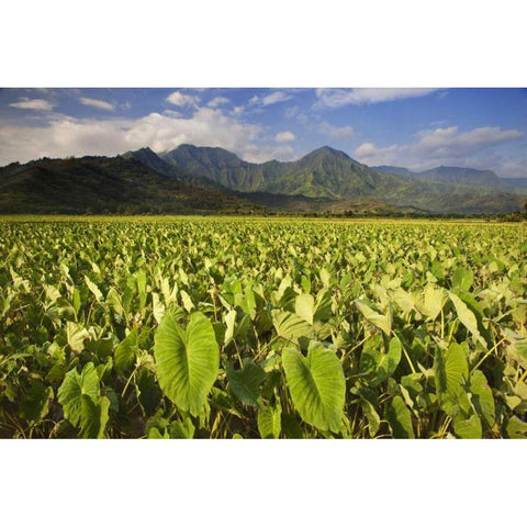 USA, Hawaii, Kauai Taro fields in Hanalei Valley White Modern Wood Framed Art Print by Flaherty, Dennis