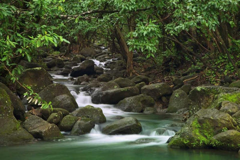 Hawaii, Kauai Creek flowing from a rainforest Black Ornate Wood Framed Art Print with Double Matting by Flaherty, Dennis