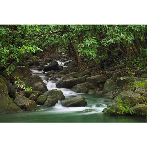Hawaii, Kauai Creek flowing from a rainforest White Modern Wood Framed Art Print by Flaherty, Dennis