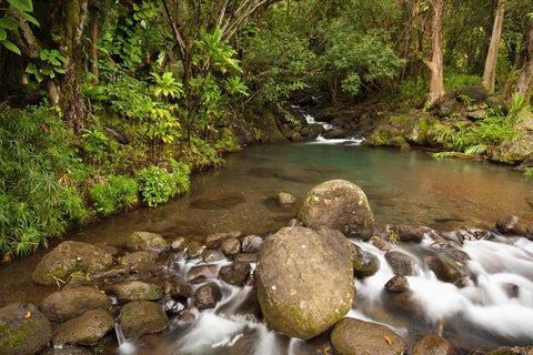 Hawaii, Kauai Creek flowing from a rainforest Black Ornate Wood Framed Art Print with Double Matting by Flaherty, Dennis