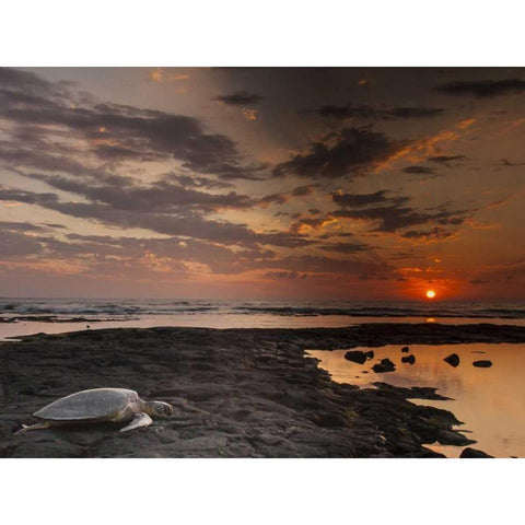 HI, Honokohau Bay Green sea turtle on beach Black Modern Wood Framed Art Print by Illg, Cathy and Gordon