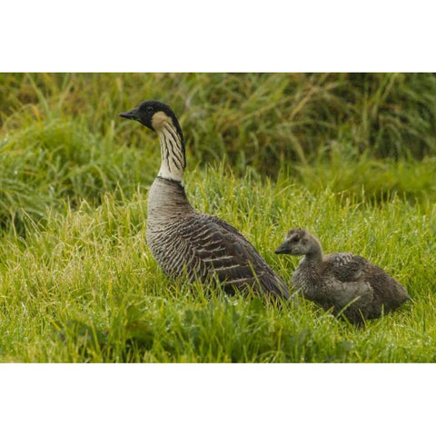 HI, Hakalau Forest NWR Nene bird with gosling Black Modern Wood Framed Art Print by Illg, Cathy and Gordon