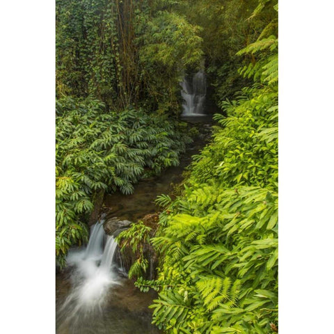 HI, Akaka Falls SP Cascades in small stream Black Modern Wood Framed Art Print by Illg, Cathy and Gordon