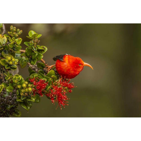 Hawaii, Hakalau Forest Iiwi bird on ohia tree Black Modern Wood Framed Art Print with Double Matting by Illg, Cathy and Gordon