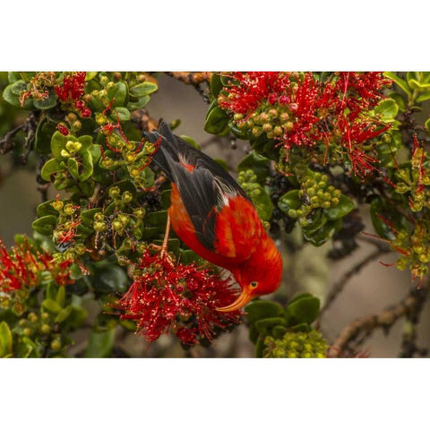 HI, Hakalau Forest NWR Iiwi bird feeding on ohia Black Modern Wood Framed Art Print by Illg, Cathy and Gordon