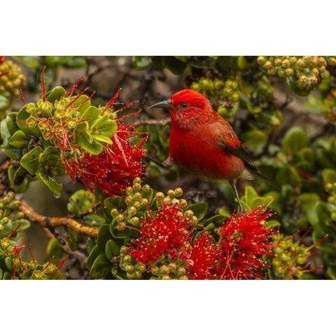 HI, Hakalau Forest NWR Apapane bird feeding Black Modern Wood Framed Art Print with Double Matting by Illg, Cathy and Gordon