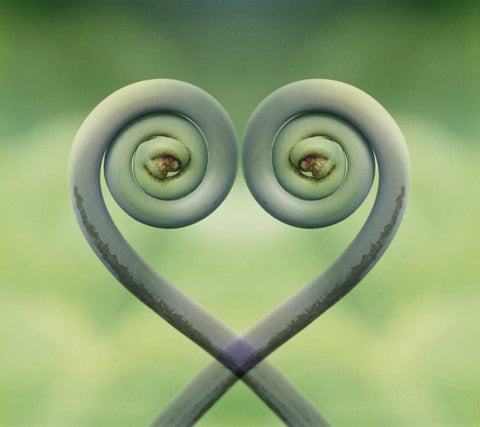 Hawaii Frond montage at Akaka Falls State Park Black Ornate Wood Framed Art Print with Double Matting by Bush, Marie