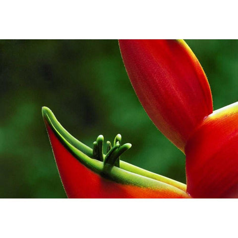 Hawaii, Hilo Heliconia flower close-up White Modern Wood Framed Art Print by Bush, Marie