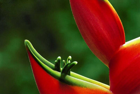 Hawaii, Hilo Heliconia flower close-up White Modern Wood Framed Art Print with Double Matting by Bush, Marie