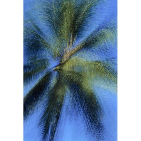 USA, Hawaii Palm tree montage Black Modern Wood Framed Art Print with Double Matting by Bush, Marie
