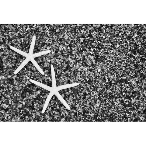 Hawaii, Kauai Starfish skeletons at Glass Beach Black Modern Wood Framed Art Print with Double Matting by Flaherty, Dennis