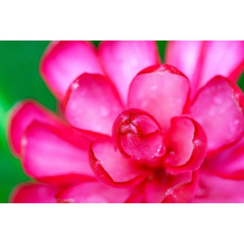 Hawaii-Kauai Ginger flower abstract Black Modern Wood Framed Art Print by Jaynes Gallery