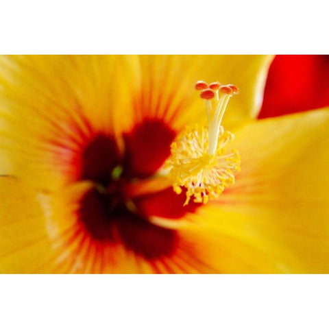 Hawaii-Kauai Detail of hibiscus flower Black Modern Wood Framed Art Print by Jaynes Gallery