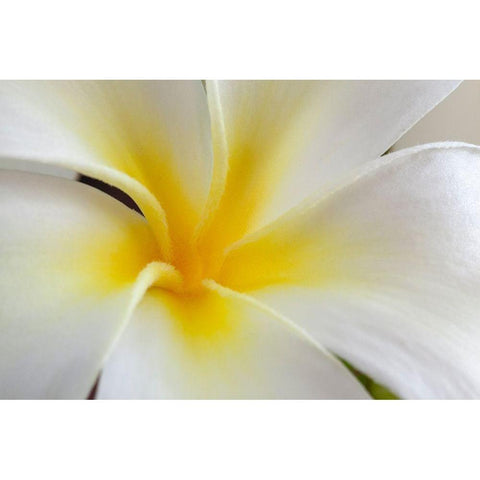 Hawaii-Kauai Detail of a plumeria flower Gold Ornate Wood Framed Art Print with Double Matting by Jaynes Gallery