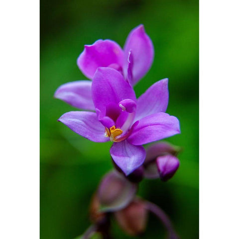 Hawaii-Kauai Close-up of wild orchid flower Gold Ornate Wood Framed Art Print with Double Matting by Jaynes Gallery