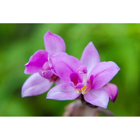 Hawaii-Kauai Close-up of wild orchid flower Black Modern Wood Framed Art Print by Jaynes Gallery