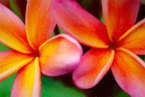 Hawaii-Kauai Abstract of plumeria flowers White Modern Wood Framed Art Print with Double Matting by Jaynes Gallery