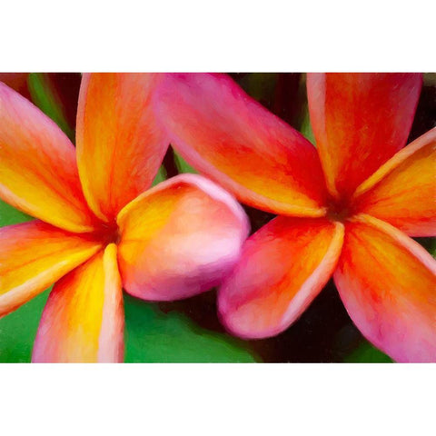 Hawaii-Kauai Abstract of plumeria flowers Black Modern Wood Framed Art Print by Jaynes Gallery