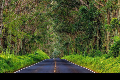Tree tunnel of Eucalyptus trees line Maliuhi Road near Koloa in Kauai-Hawaii-USA White Modern Wood Framed Art Print with Double Matting by Haney, Chuck