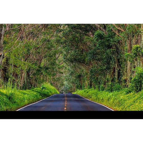 Tree tunnel of Eucalyptus trees line Maliuhi Road near Koloa in Kauai-Hawaii-USA White Modern Wood Framed Art Print by Haney, Chuck