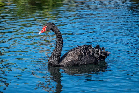 Black Swan White Modern Wood Framed Art Print with Double Matting by Engelbrecht, Jim