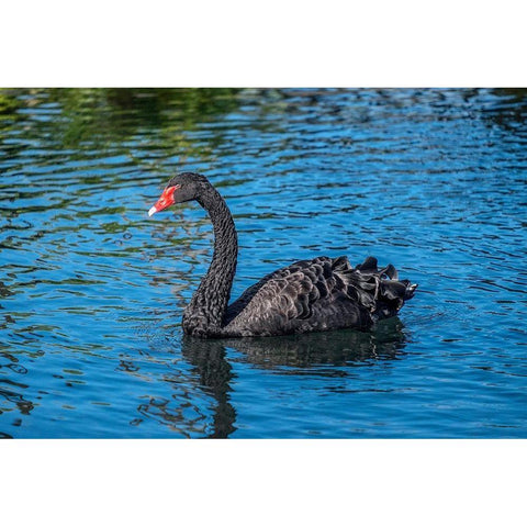 Black Swan Black Modern Wood Framed Art Print by Engelbrecht, Jim