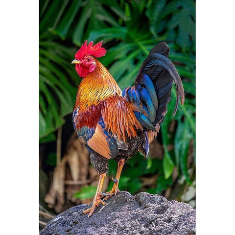 Feral rooster-Kauai-Hawaii-USA Black Modern Wood Framed Art Print by Engelbrecht, Jim