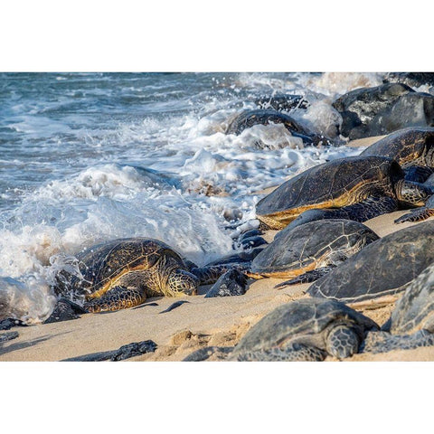 Green Sea Turtles-Maui-Hawaii-USA White Modern Wood Framed Art Print by Engelbrecht, Jim