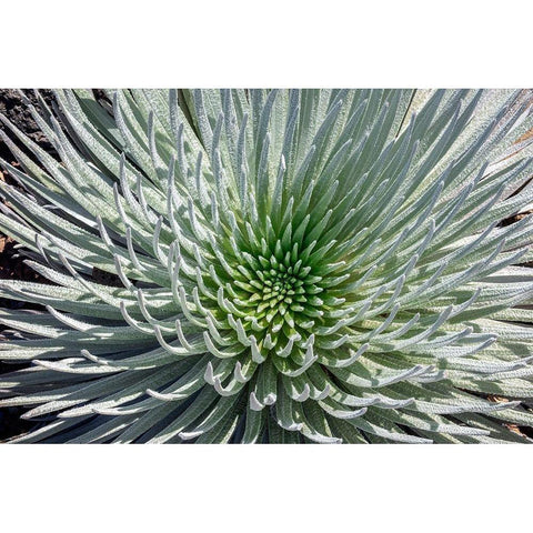 Haleakala silversword-Maui-Hawaii-USA Black Modern Wood Framed Art Print with Double Matting by Engelbrecht, Jim