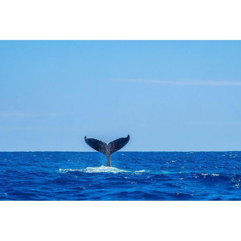 Humpback whale tail Black Modern Wood Framed Art Print by Engelbrecht, Jim