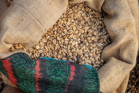 Kauai Coffee beans drying-Kauai-Hawaii-USA White Modern Wood Framed Art Print with Double Matting by Engelbrecht, Jim