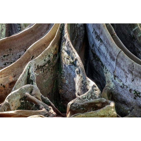 Moreton Bay Fig tree-Kauai-Hawaii-USA Gold Ornate Wood Framed Art Print with Double Matting by Engelbrecht, Jim