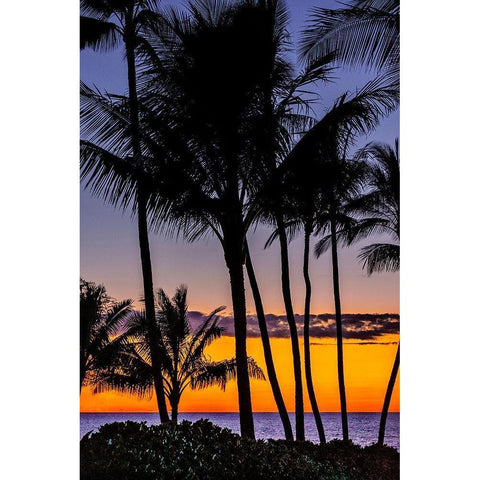 Tropical Sunset Black Modern Wood Framed Art Print by Engelbrecht, Jim