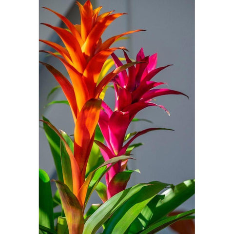 Bromeliad Black Modern Wood Framed Art Print by Engelbrecht, Lisa S.