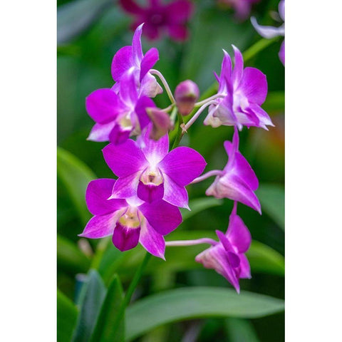 Dendrobium Orchid Gold Ornate Wood Framed Art Print with Double Matting by Engelbrecht, Lisa S.