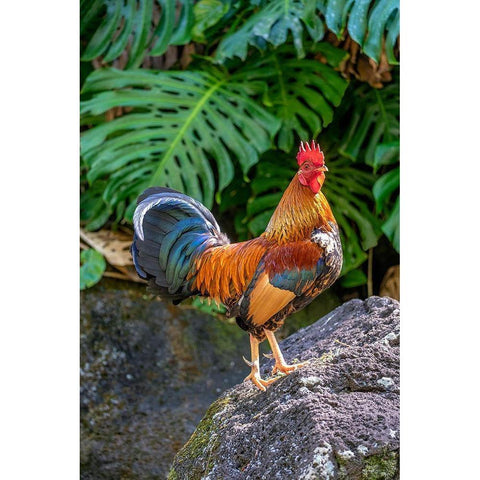 Feral rooster-Kauai-Hawaii-USA Black Modern Wood Framed Art Print with Double Matting by Engelbrecht, Lisa S.