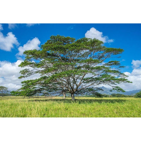 Monkeypod tree-Kauai-Hawaii-USA Black Modern Wood Framed Art Print with Double Matting by Engelbrecht, Lisa S.