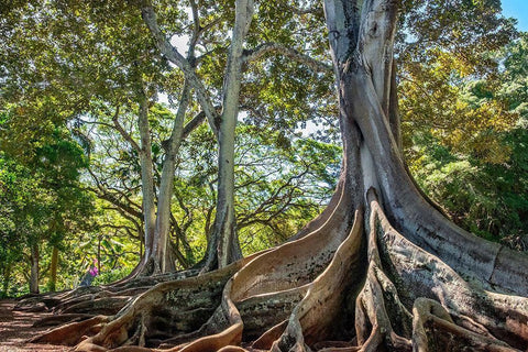 Moreton Bay Fig tree-Kauai-Hawaii-USA White Modern Wood Framed Art Print with Double Matting by Engelbrecht, Lisa S.