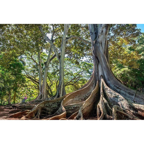 Moreton Bay Fig tree-Kauai-Hawaii-USA Black Modern Wood Framed Art Print by Engelbrecht, Lisa S.