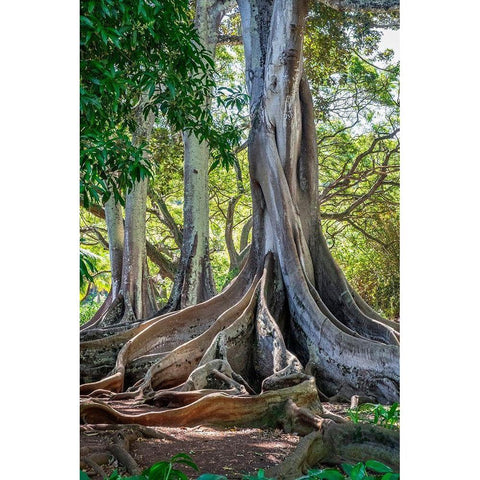Moreton Bay Fig tree-Kauai-Hawaii-USA White Modern Wood Framed Art Print by Engelbrecht, Lisa S.