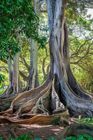 Moreton Bay Fig tree-Kauai-Hawaii-USA Black Ornate Wood Framed Art Print with Double Matting by Engelbrecht, Lisa S.