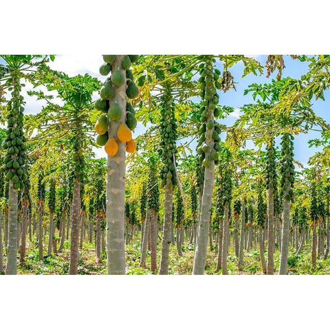 Papaya plantation-Kauai-Hawaii-USA White Modern Wood Framed Art Print by Engelbrecht, Lisa S.