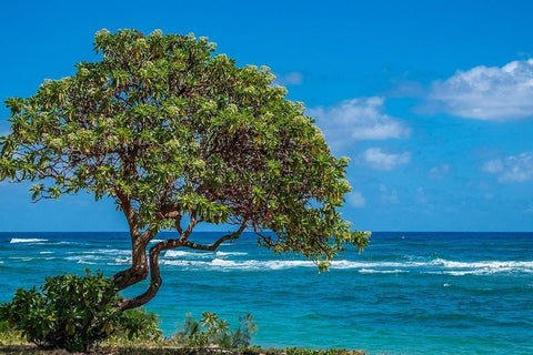Tree overlooking Poipu Bay-Kauai-Hawaii-USA Black Ornate Wood Framed Art Print with Double Matting by Engelbrecht, Lisa S.