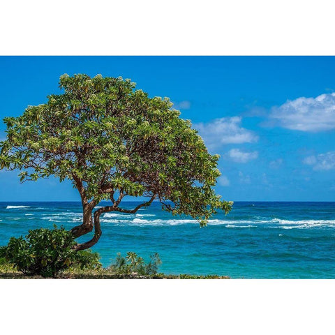 Tree overlooking Poipu Bay-Kauai-Hawaii-USA Black Modern Wood Framed Art Print by Engelbrecht, Lisa S.