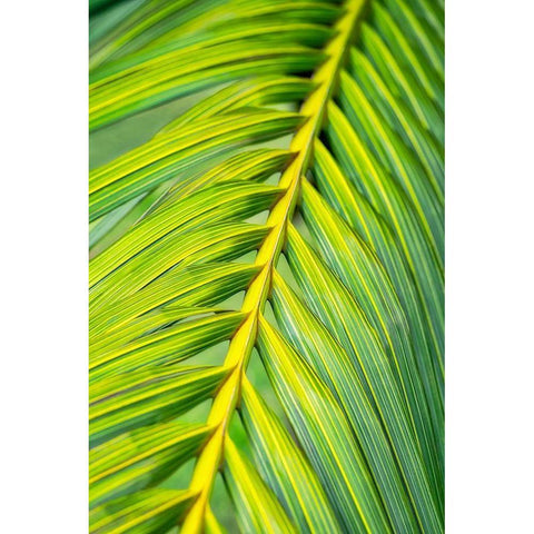 Tropical Palm Black Modern Wood Framed Art Print by Engelbrecht, Lisa S.