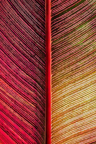 Tropical Vibes Black Ornate Wood Framed Art Print with Double Matting by Engelbrecht, Lisa S.