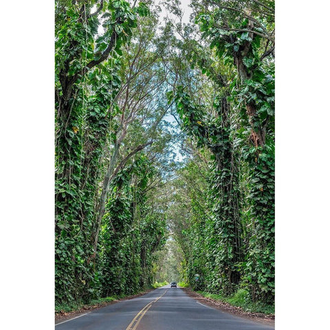 Tunnel of trees-Maluhia Road-Kauai-Hawaii-USA Black Modern Wood Framed Art Print by Engelbrecht, Lisa S.