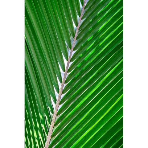 Palm frond Black Modern Wood Framed Art Print with Double Matting by Engelbrecht, Lisa S.