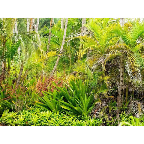 Hawaii-Maui-Hana-garden on the road to Hana with palms and bromide plants White Modern Wood Framed Art Print by Gulin, Sylvia
